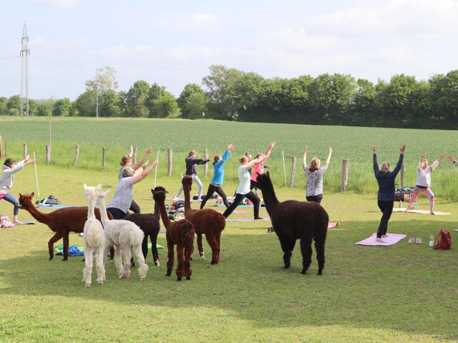 Alpakahof Calenberger Land