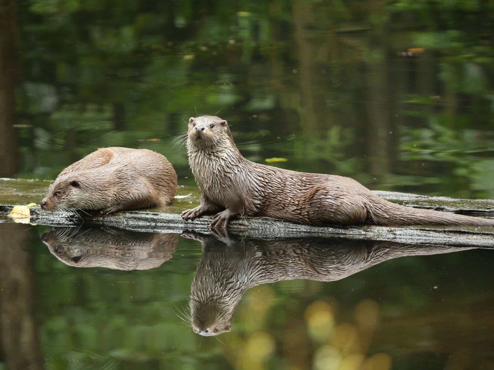 Zwei Otter werden von Gästen aus dem Otterzentrum Hankelsbüttel bestaunt