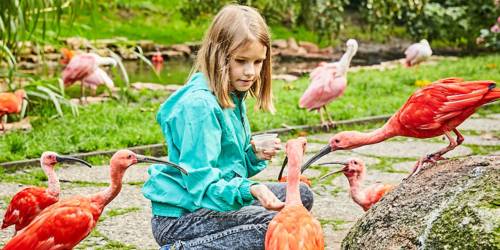 Füttern von Vögeln im Weltvogelpark