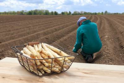 asparagus cultivation in lower saxony

