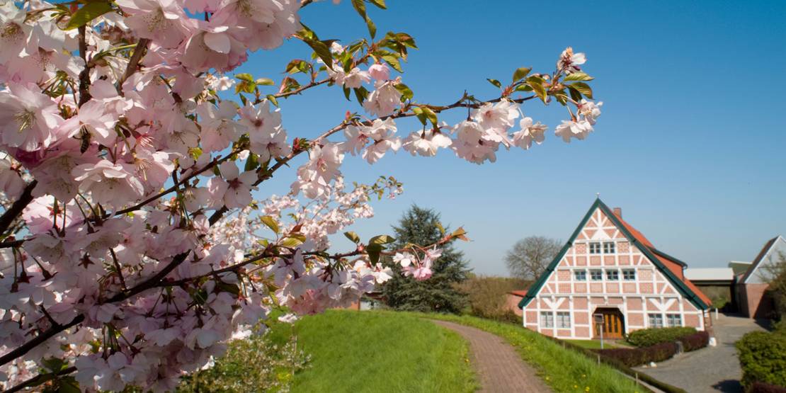 Gemeinde Jork Zierkirschblüte am Lühedeich