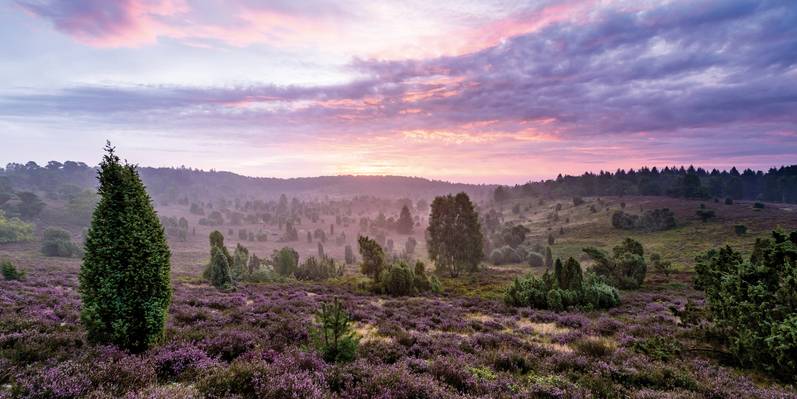 Lueneburger Heide Landschaft Totengrund