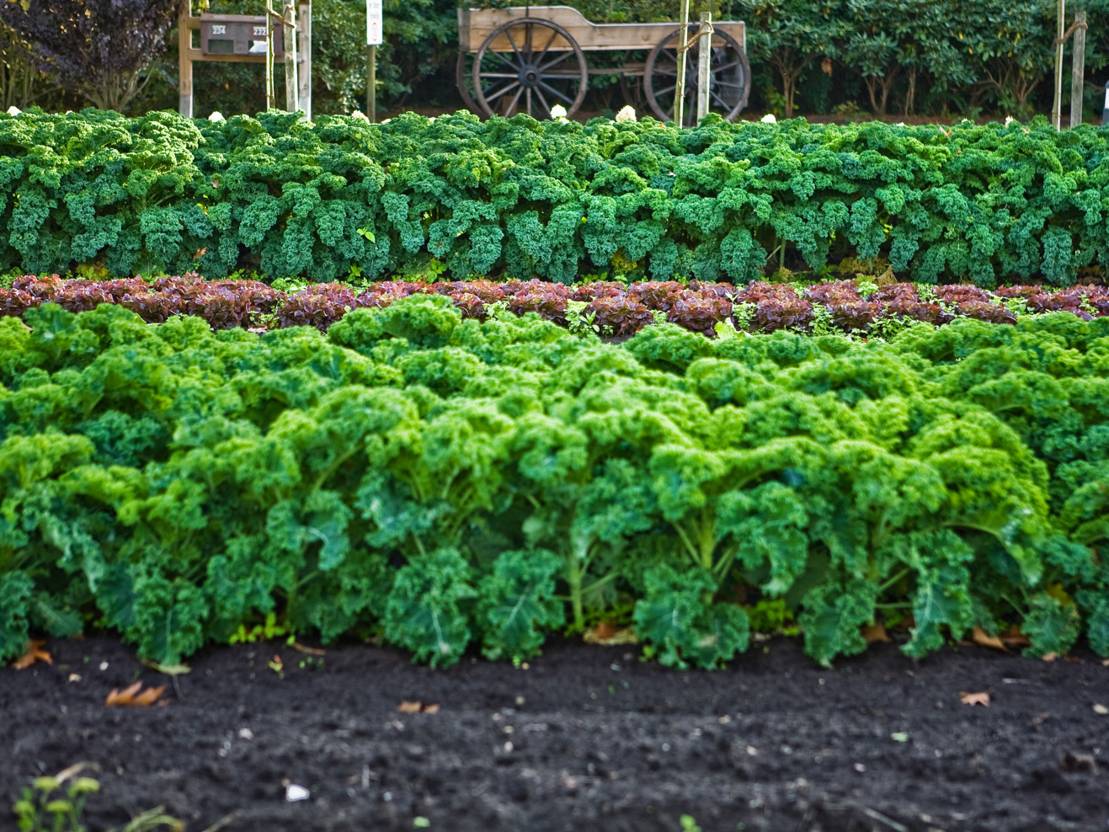 Grünkohl Oldenburger Land 