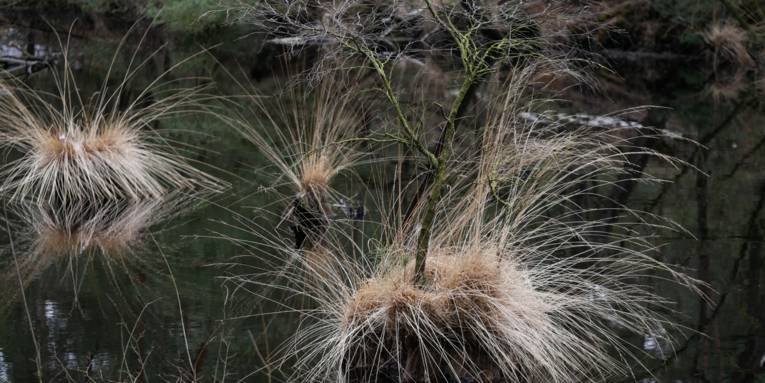 Gewässer im Moor mit kleinen Grasinseln
