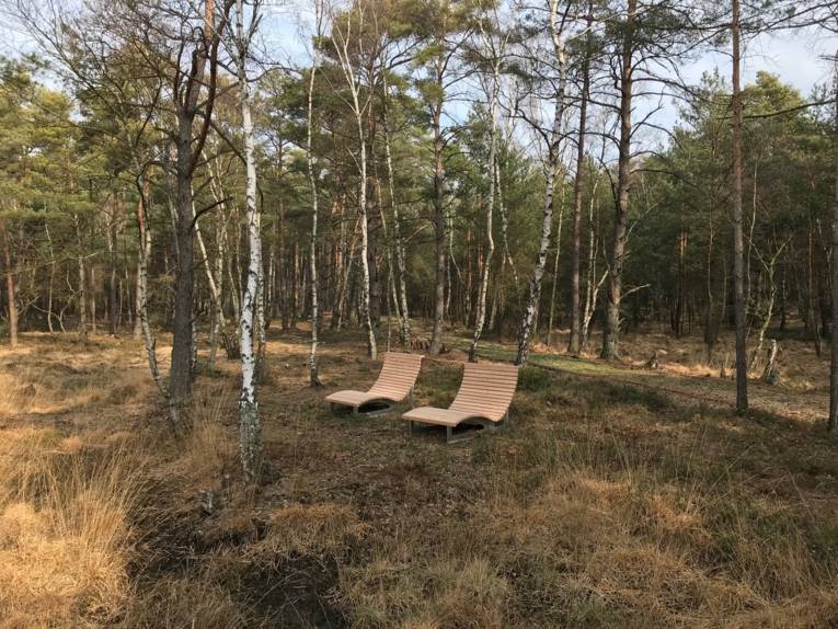 Holzliegen in einem lichten Birkengelände