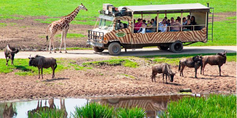 Serengeti-Safari inmitten von wilden Tieren wie Giraffen oder Böcken