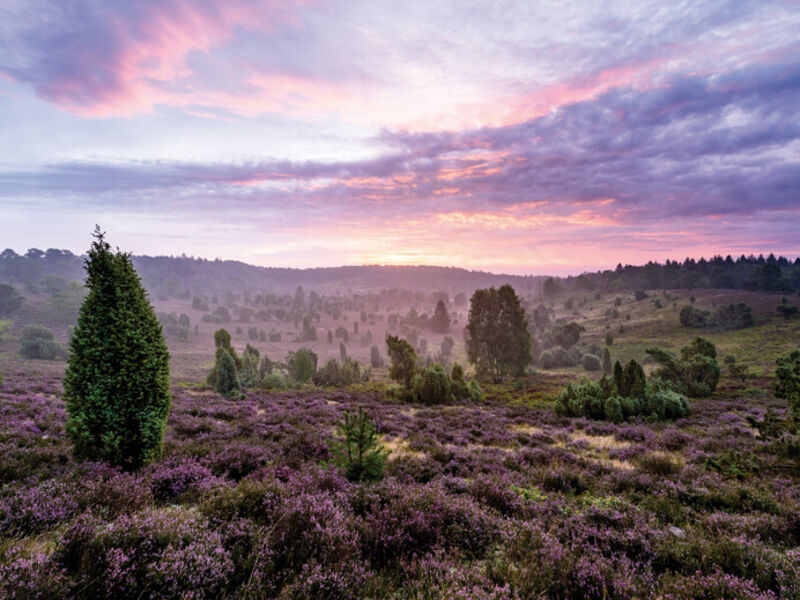 Lüneburger Heide Lüneburger Heide